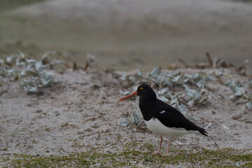 Magellanic Oystercatcher (Haematopus leucopodus) on the shore of Bleaker Island in the Falkland...