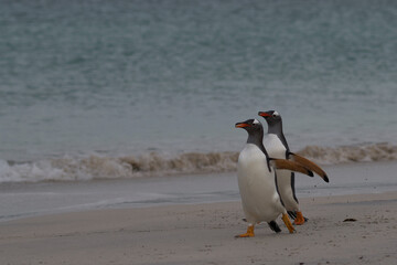 Naklejka premium Gentoo Penguins (Pygoscelis papua) emerging from the sea onto a large sandy beach on Bleaker Island in the Falkland Islands.