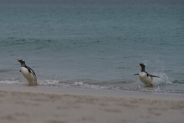 Gentoo Penguins (Pygoscelis papua) emerging from the sea onto a large sandy beach on Bleaker Island in the Falkland Islands.