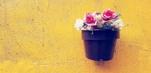 Beautiful white and red rose in blooming brown flower pot or vase hanging or isolated on rough yellow wall background with left copy space in vintage tone 