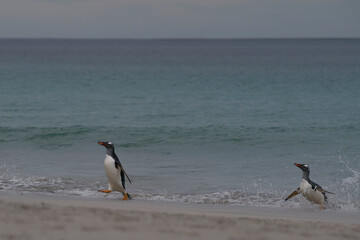 Gentoo Penguins (Pygoscelis papua) emerging from the sea onto a large sandy beach on Bleaker Island...