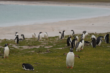Group of Gentoo Penguins (Pygoscelis papua) on the coast of Bleaker Island in the Falkland Islands.