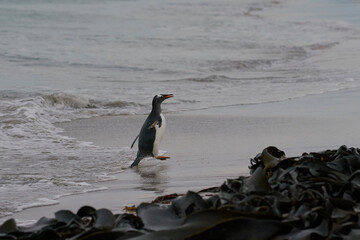 Gentoo Penguins (Pygoscelis papua) emerging from the sea onto a large sandy beach on Bleaker Island...