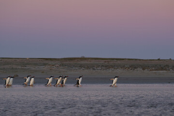 Gentoo Penguins (Pygoscelis papua) heading to sea early in the morning from a sandy beach on...