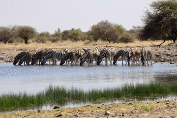 Fototapeta na wymiar Herd of zebra at Etosha water hole