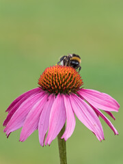 Nahaufnahme einer Hummel auf der Blüte eines roten Sonnenhuts