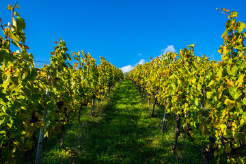Germany, Way through rich ripe grapevines in autumn season full of grapes ready for harvest under blue sky on a sunny day
