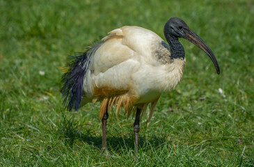 Ibis