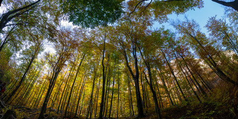 Beautiful forest panorama