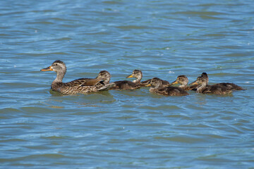 Mallard mother and ducklings