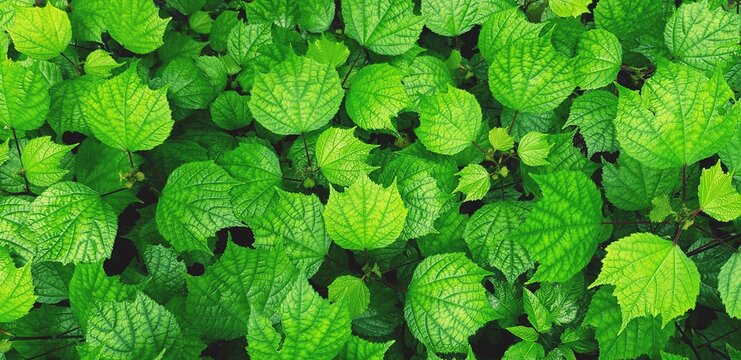 Beautiful fresh green leaves pattern for background at garden park. Beauty of Nature, Growth, Plant and Natural wallpaper concept © Nattasak