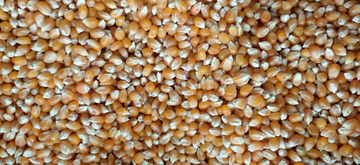 corn grains scattered on the counter