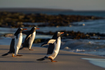 Gentoo Penguins (Pygoscelis papua) heading to sea early in the morning from a sandy beach on...