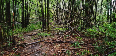 Many bamboo trees in the deep tropical forest or jungle fell in the forest because of the natural monsoon storm, disaster or human cut them in vintage tone. The destruction of the natural forces.