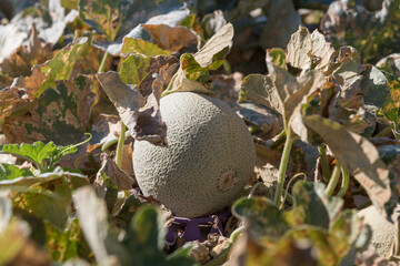 melon fruit on a plant in brasil