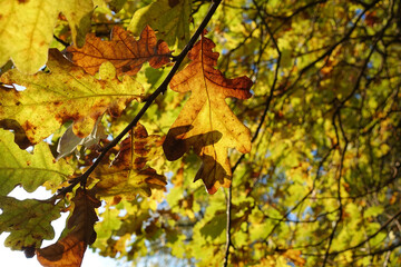 Beautiful autumn background. Colorful autumn oak leaves.