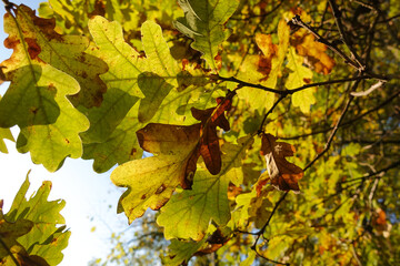 Beautiful autumn background. Colorful autumn oak leaves.