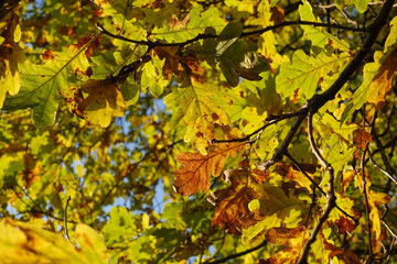 Beautiful autumn background. Colorful autumn oak leaves.