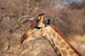 Close-up of giraffe's head in Namibia