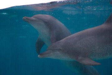 Obraz premium イルカ