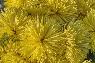 bouquet of yellow chrysanthemums to decorate the graves on the day of the feast of the dead