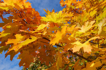 Fall yellow maple leaves in the blue sky