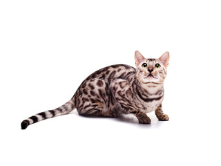 Beautiful young Bengali cat on a white background