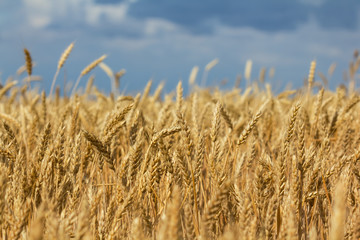 closeup summer golden wheat field under a blue cloudy sky