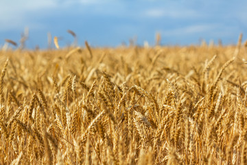closeup summer golden wheat field under a blue cloudy sky