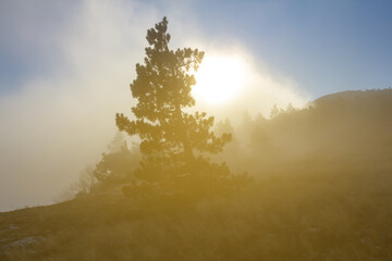 mount slope with pine tree in a mist at the sunset