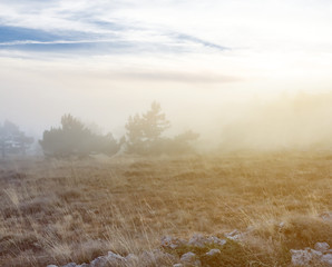 prairie with pine trees in a mist at the sunset