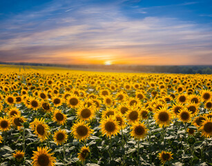 beautiful golden sunflower field at the sunset, summer agricultural scene