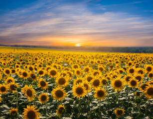 Fototapeta premium beautiful golden sunflower field at the sunset, summer agricultural scene