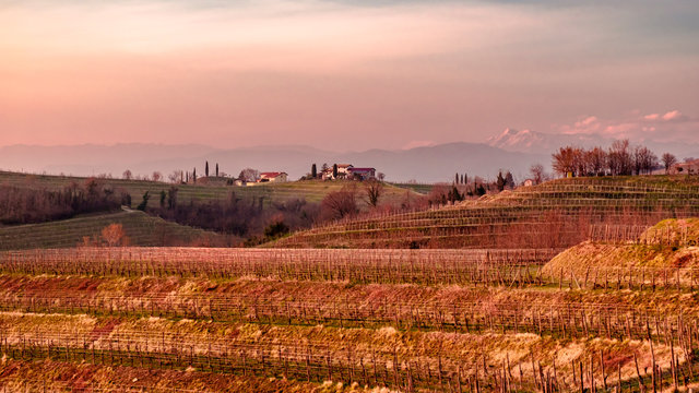 Spring day in the vineyards of Udine province, Friuli Venezia-Giulia region, Italy.