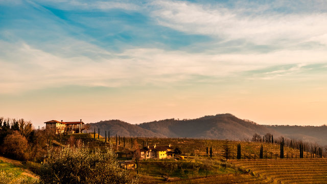 Spring day in the vineyards, Udine province, Friuli Venezia-Giulia region, Italy.