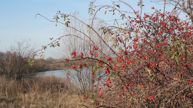 red berries on the lake