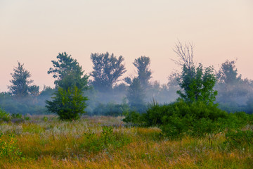 Fototapeta na wymiar forest glade in a mist, early morning summer scene