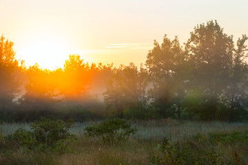 summer forest glade in a mist at the sunrise, outdoor background