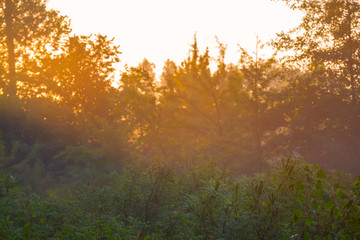 closeup summer forest glade at the sunrise, outdoor background