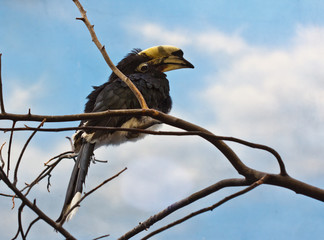 Northern Pied Hornbill, Anthracoceros albirostris