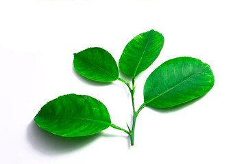 Lime leaf or lemon green leaves on white background