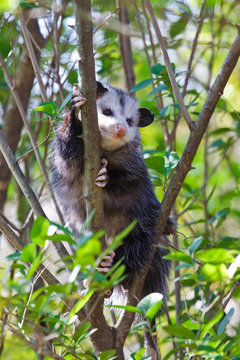Virginia Opossum (Didelphis virginiana)  in a tree