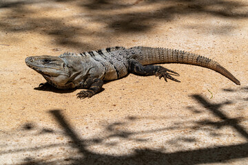 Close-up portrait of a resting Iguana in Mexico.