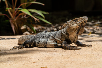 Close-up portrait of a resting Iguana in Mexico.