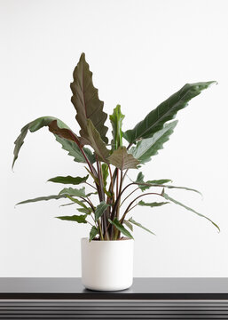 Large Alocasia Lauterbachiana, elephants ear houseplant