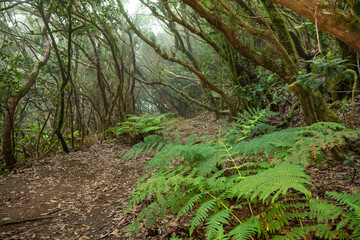 The path of the enchanted forest, tenerife island