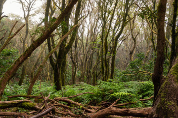 The path of the enchanted forest, tenerife island