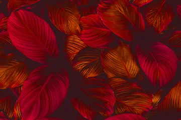 Blätter von Spathiphyllum cannifolium, abstrakte bunte Textur, Naturhintergrund, tropisches Blatt © Nabodin