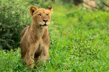 The Wet Lion