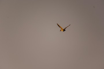 Duck in flight 